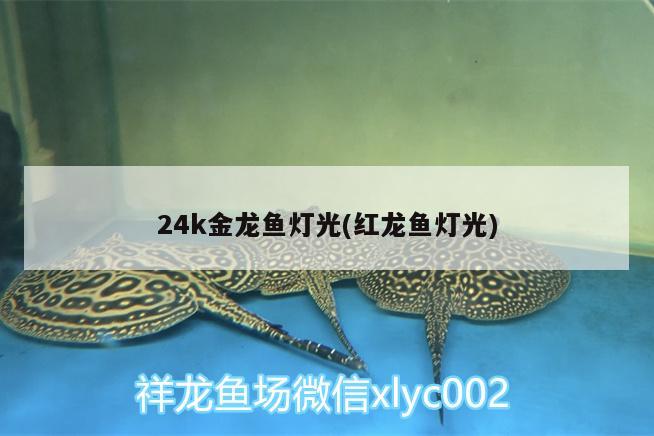 24k金龙鱼灯光(红龙鱼灯光) 小型观赏鱼