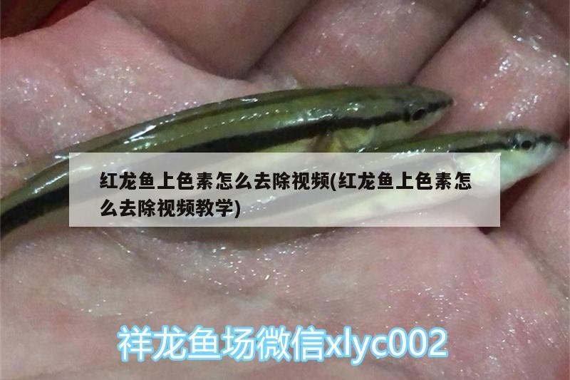 红龙鱼上色素怎么去除视频(红龙鱼上色素怎么去除视频教学) 月光鸭嘴鱼苗