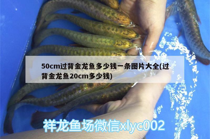 金龙鱼150克挂面价钱是多少(金龙鱼鸡蛋挂面多少钱) 观赏鱼鱼苗 第4张