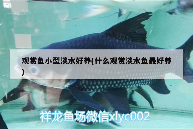 观赏鱼小型淡水好养(什么观赏淡水鱼最好养)