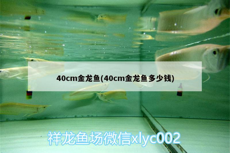 40cm金龙鱼(40cm金龙鱼多少钱)