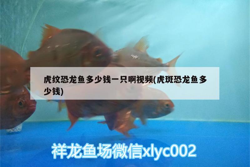 虎纹恐龙鱼多少钱一只啊视频(虎斑恐龙鱼多少钱) 虎斑恐龙鱼