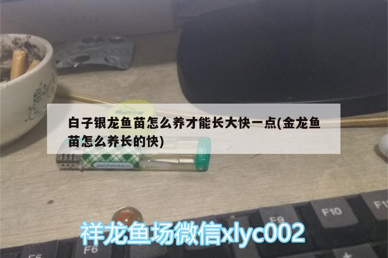 白子银龙鱼苗怎么养才能长大快一点(金龙鱼苗怎么养长的快) 白子银龙鱼苗