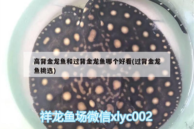 高背金龙鱼和过背金龙鱼哪个好看(过背金龙鱼挑选)