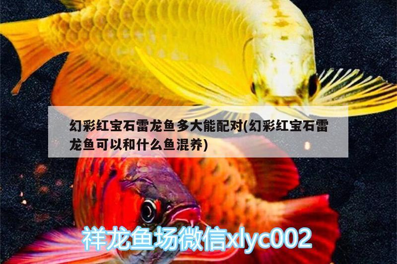 幻彩红宝石雷龙鱼多大能配对(幻彩红宝石雷龙鱼可以和什么鱼混养)