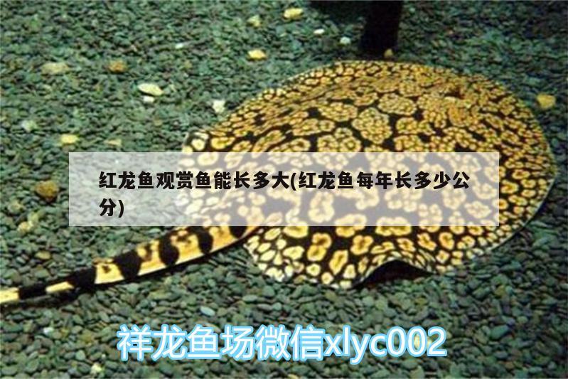 红龙鱼观赏鱼能长多大(红龙鱼每年长多少公分) 水族世界