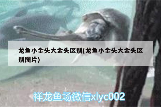 龙鱼小金头大金头区别(龙鱼小金头大金头区别图片) 广州龙鱼批发市场