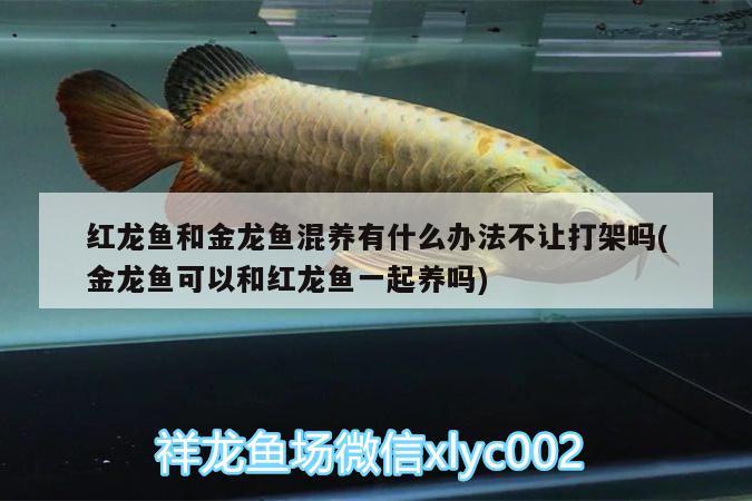 怎么清理鱼缸的水垢（怎么清理鱼缸的水垢视频） 祥龙水族医院