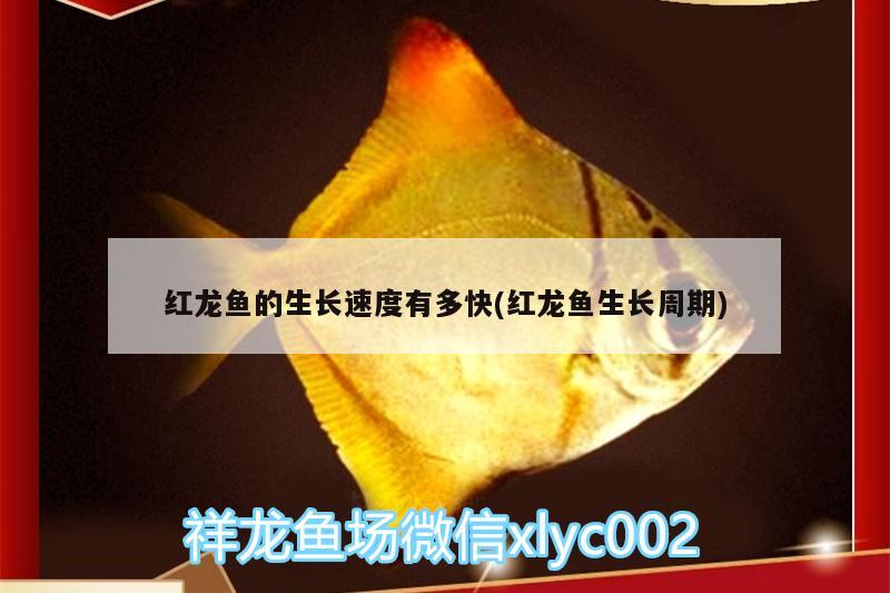 金龙鱼侧灯位置摆放（金龙鱼顶灯怎么摆放） 水族灯（鱼缸灯） 第3张