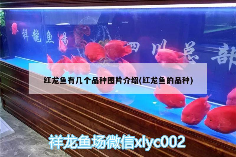 红龙鱼有几个品种图片介绍(红龙鱼的品种) 水族用品