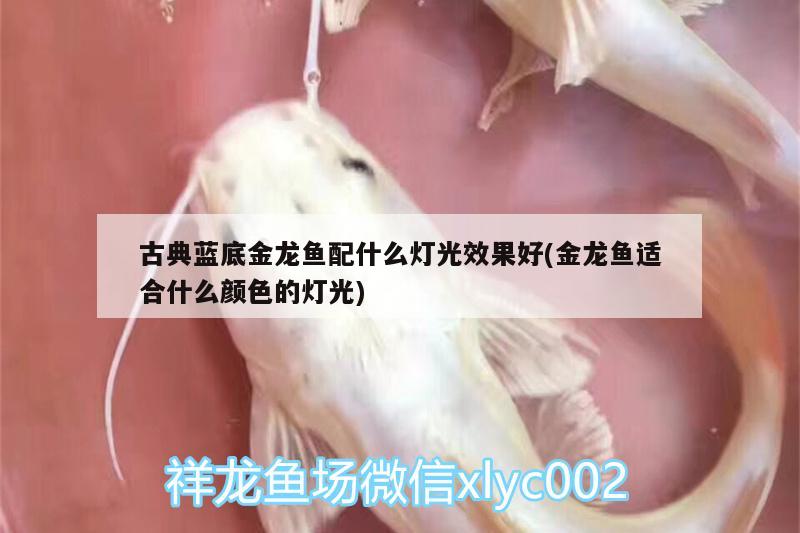 龙鱼蒙眼病最快的办法：龙鱼蒙眼病最快的办法治好