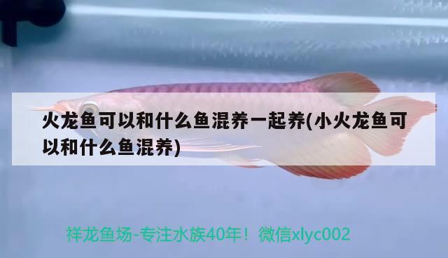 火龙鱼可以和什么鱼混养一起养(小火龙鱼可以和什么鱼混养) 飞凤鱼