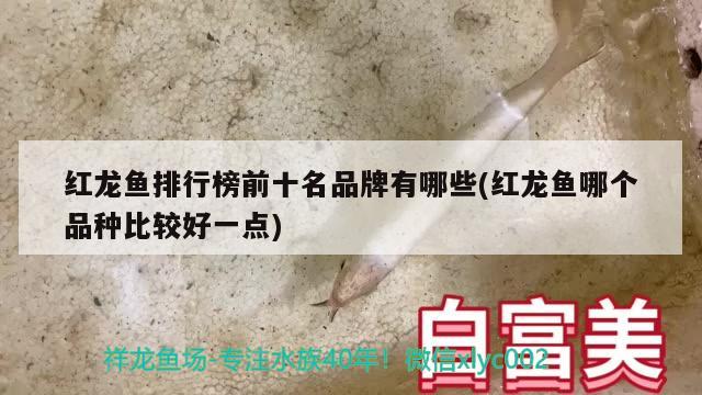 红龙鱼排行榜前十名品牌有哪些(红龙鱼哪个品种比较好一点) 红白锦鲤鱼 第2张