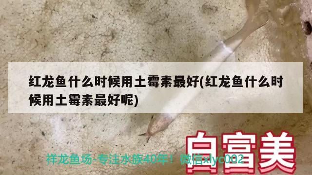 红龙鱼什么时候用土霉素最好(红龙鱼什么时候用土霉素最好呢)