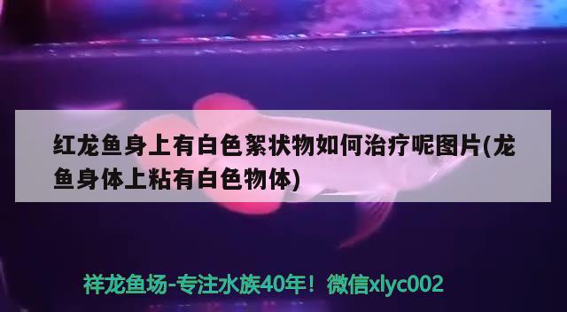 临汾鱼缸批发市场在哪里有啊电话多少 临汾鱼缸批发市场在哪里有啊电话多少号 金三间鱼 第2张