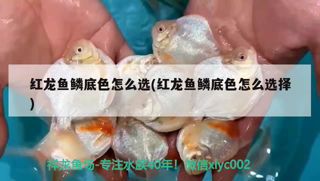 红龙鱼鳞底色怎么选(红龙鱼鳞底色怎么选择)