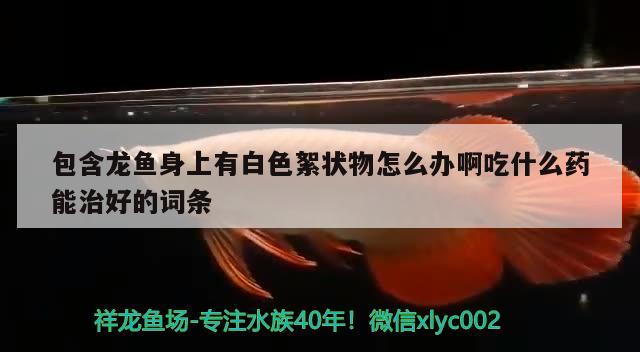 包含龙鱼身上有白色絮状物怎么办啊吃什么药能治好的词条 细线银版鱼