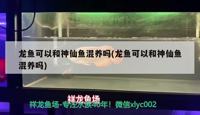 龙鱼可以和神仙鱼混养吗(龙鱼可以和神仙鱼混养吗) 野生地图鱼