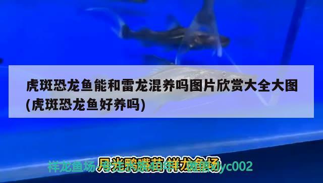 鱼缸氧气管可以用在二氧化碳上吗为什么 鱼缸氧气管可以用在二氧化碳上吗为什么呢 白子黑帝王魟鱼 第2张