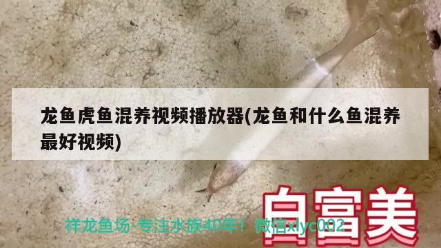 龙鱼虎鱼混养视频播放器(龙鱼和什么鱼混养最好视频)