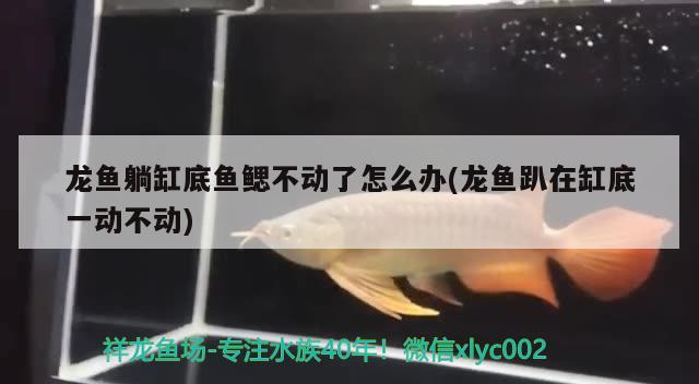 龙鱼躺缸底鱼鳃不动了怎么办(龙鱼趴在缸底一动不动) 鱼缸风水