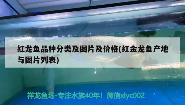 鱼缸潜水泵推荐性价比高的品牌（鱼缸潜水泵推荐性价比高的品牌有哪些）