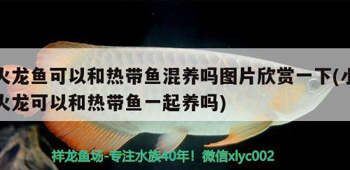 火龙鱼可以和热带鱼混养吗图片欣赏一下(小火龙可以和热带鱼一起养吗) 黑云鱼