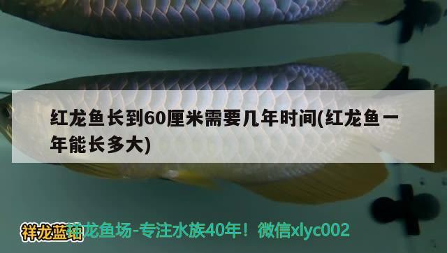 红龙鱼长到60厘米需要几年时间(红龙鱼一年能长多大)