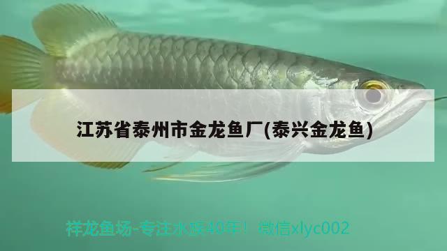 江苏省泰州市金龙鱼厂(泰兴金龙鱼) 潜水艇鱼