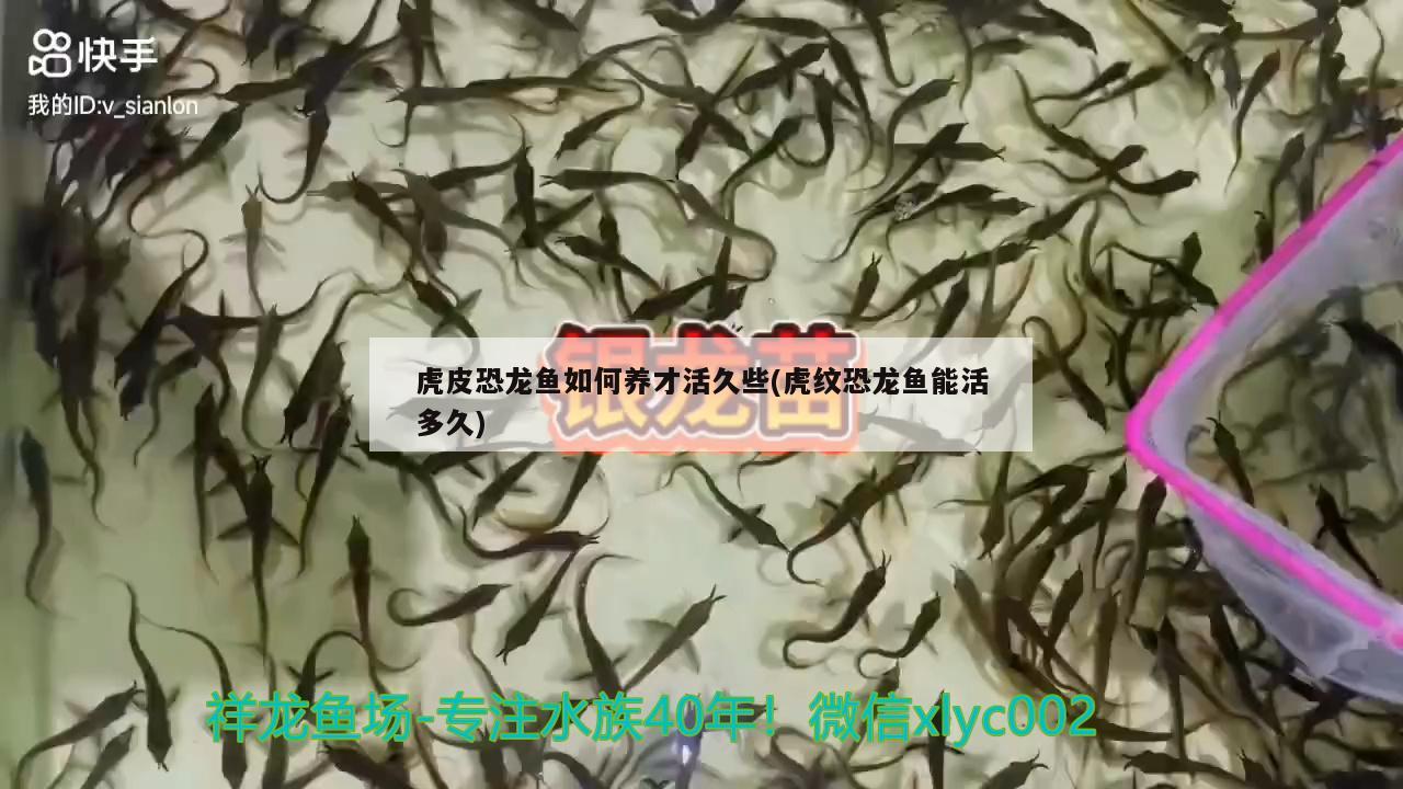 虎皮恐龙鱼如何养才活久些(虎纹恐龙鱼能活多久)