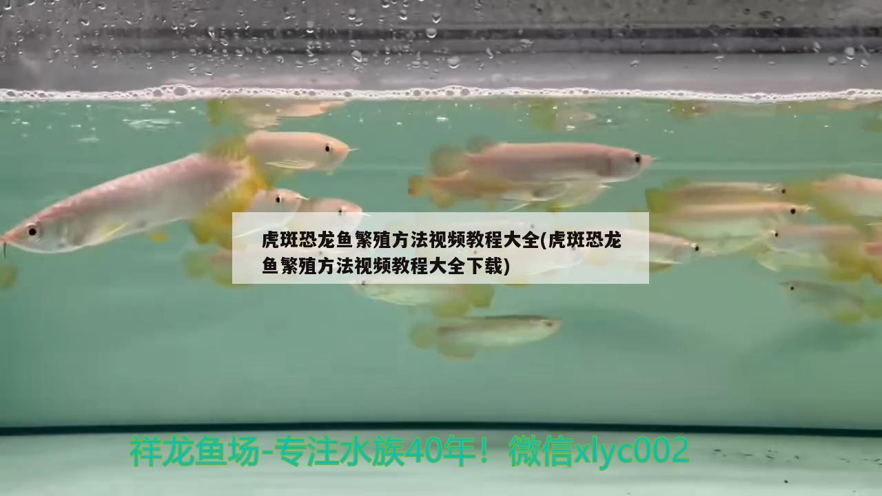 虎斑恐龙鱼繁殖方法视频教程大全(虎斑恐龙鱼繁殖方法视频教程大全下载) 虎斑恐龙鱼