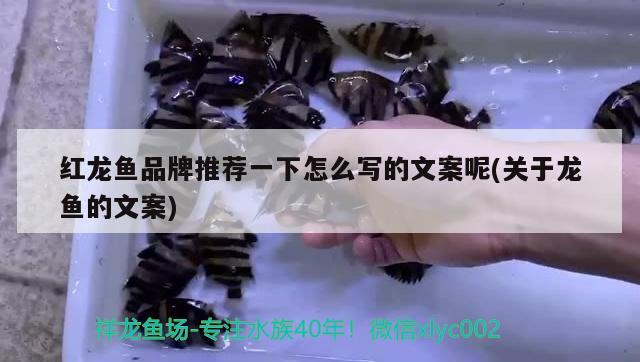 红龙鱼品牌推荐一下怎么写的文案呢(关于龙鱼的文案)