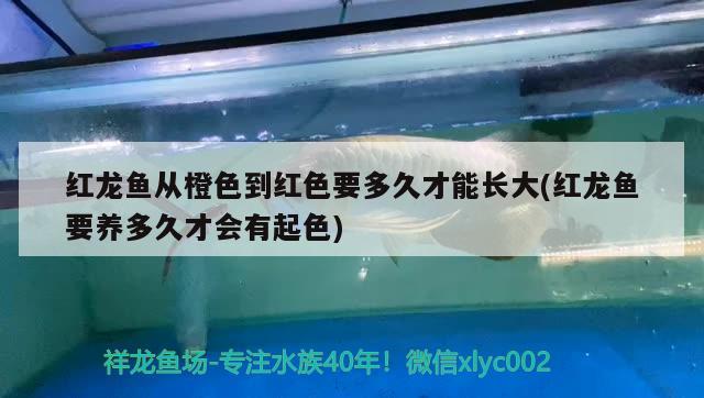 红龙鱼从橙色到红色要多久才能长大(红龙鱼要养多久才会有起色) 翡翠凤凰鱼 第2张