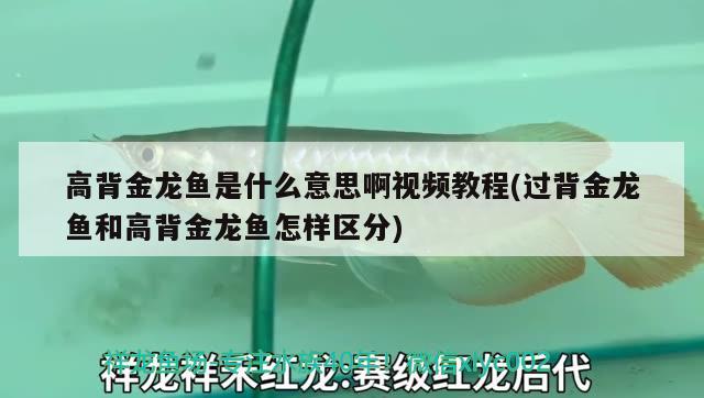 高背金龙鱼是什么意思啊视频教程(过背金龙鱼和高背金龙鱼怎样区分) 高背金龙鱼