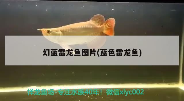 幻蓝雷龙鱼图片(蓝色雷龙鱼) 水族维护服务（上门）