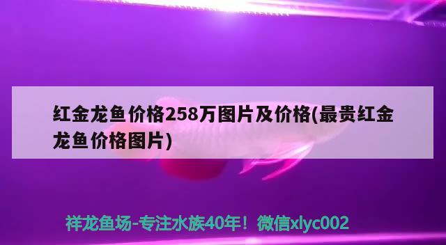 红金龙鱼价格258万图片及价格(最贵红金龙鱼价格图片)