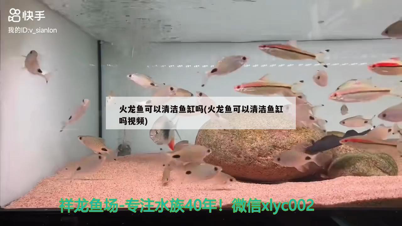 火龙鱼可以清洁鱼缸吗(火龙鱼可以清洁鱼缸吗视频)