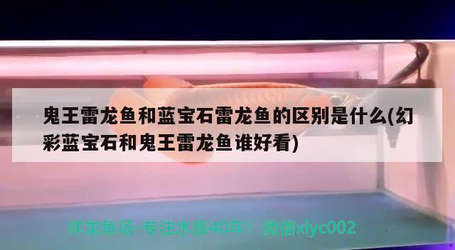 恐龙鱼的食物有什么营养：恐龙鱼吃什么食物 广州水族批发市场 第1张