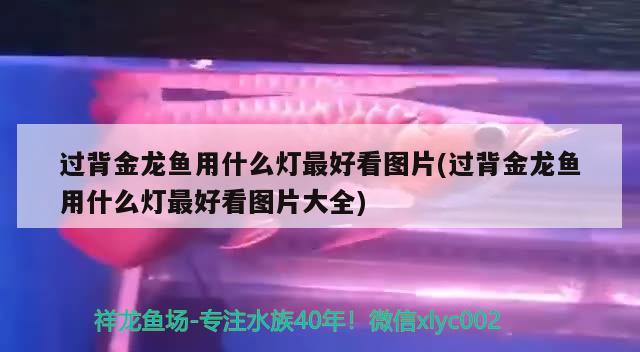 金龙鱼和什么鱼混养（金龙鱼和什么鱼混养?）