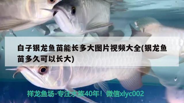 白子银龙鱼苗能长多大图片视频大全(银龙鱼苗多久可以长大) 白子银龙鱼苗