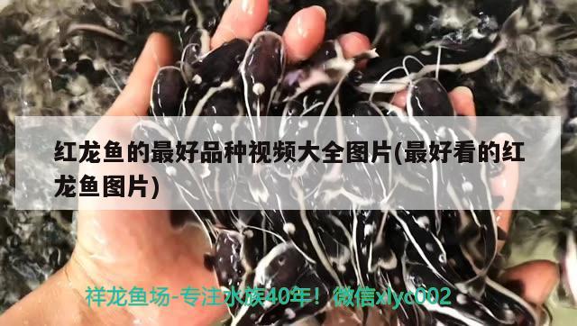 红龙鱼的最好品种视频大全图片(最好看的红龙鱼图片) 祥龙鱼场品牌产品