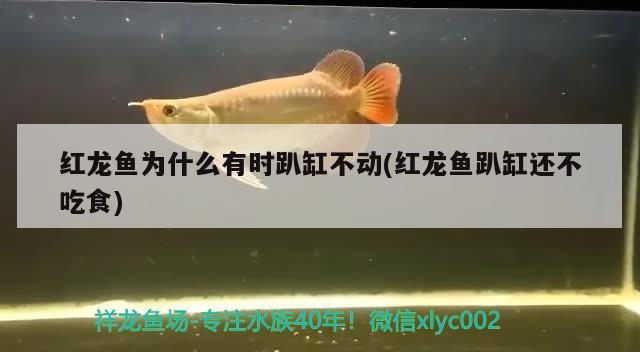 红龙鱼为什么有时趴缸不动(红龙鱼趴缸还不吃食) 潜水泵 第2张