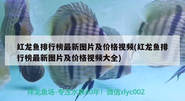 红龙鱼排行榜最新图片及价格视频(红龙鱼排行榜最新图片及价格视频大全) 黄金河虎鱼