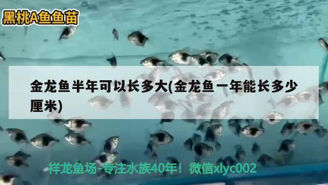 金龙鱼半年可以长多大(金龙鱼一年能长多少厘米) 观赏鱼市场