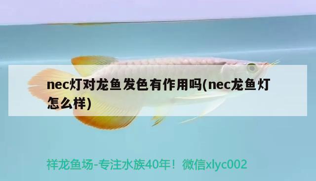 nec灯对龙鱼发色有作用吗(nec龙鱼灯怎么样) 观赏鱼鱼苗