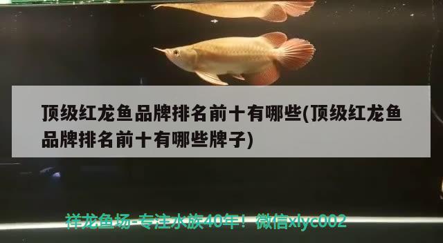 顶级红龙鱼品牌排名前十有哪些(顶级红龙鱼品牌排名前十有哪些牌子)