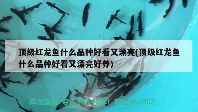 顶级红龙鱼什么品种好看又漂亮(顶级红龙鱼什么品种好看又漂亮好养)