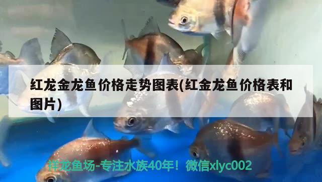 红龙金龙鱼价格走势图表(红金龙鱼价格表和图片) 水草 第2张