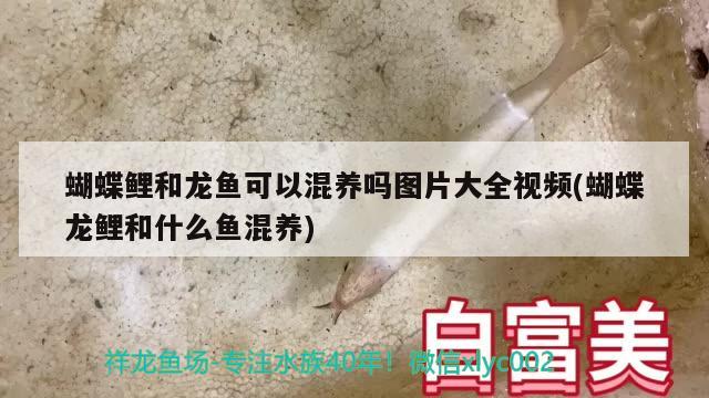 女王大帆鱼百度百科（女王大帆鱼多大尺寸可以分公母）