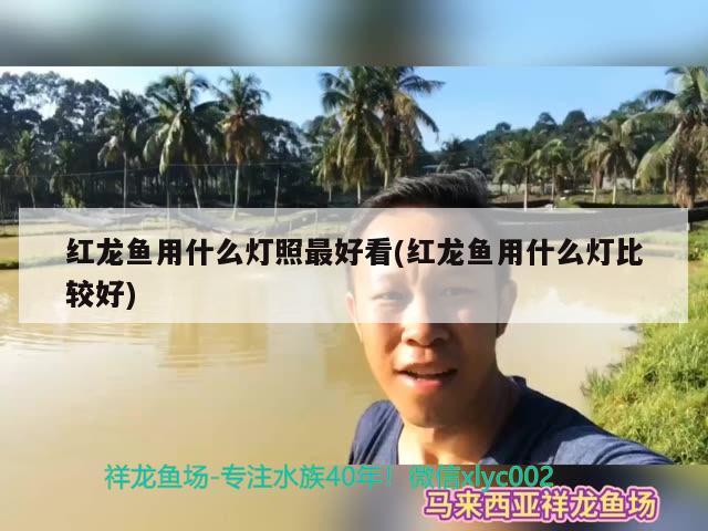 红龙鱼用什么灯照最好看(红龙鱼用什么灯比较好) 黑云鱼